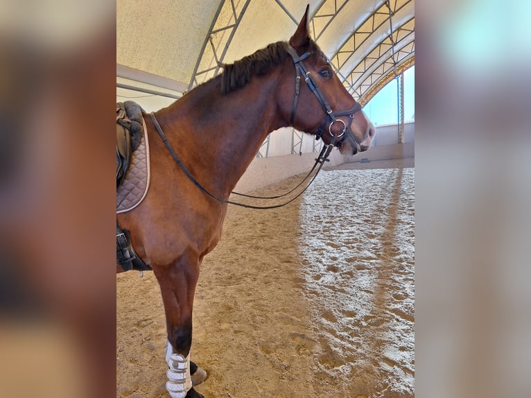 Österreichisches Warmblut Wallach 10 Jahre 173 cm Brauner in Halbturn