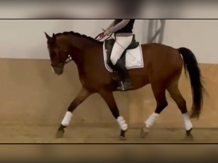 Österreichisches Warmblut Wallach 10 Jahre 173 cm Brauner in Halbturn