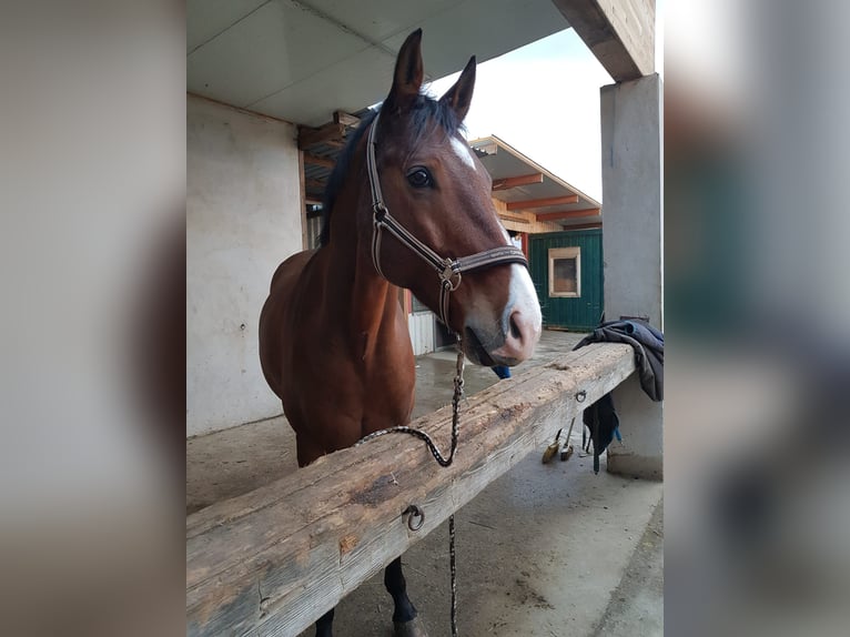 Österreichisches Warmblut Wallach 10 Jahre 173 cm Brauner in Halbturn