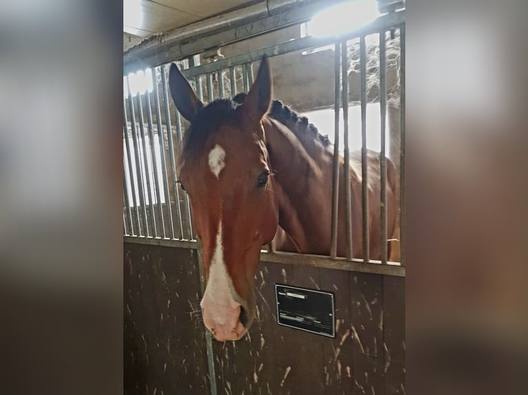 Österreichisches Warmblut Wallach 10 Jahre 173 cm Brauner in Halbturn