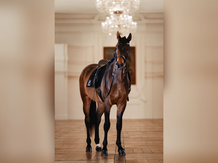 Österreichisches Warmblut Wallach 10 Jahre 175 cm Brauner in Graz