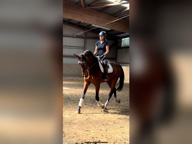 Österreichisches Warmblut Wallach 10 Jahre 178 cm Dunkelbrauner in Fintel