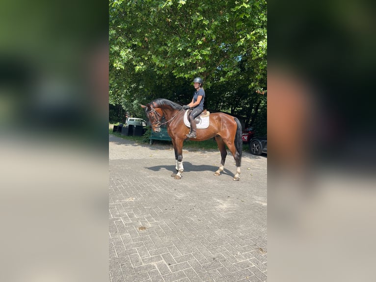 Österreichisches Warmblut Wallach 10 Jahre 178 cm Dunkelbrauner in Fintel