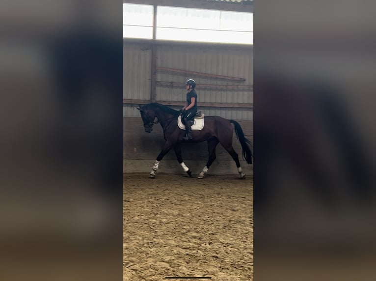 Österreichisches Warmblut Wallach 10 Jahre 178 cm Dunkelbrauner in Fintel