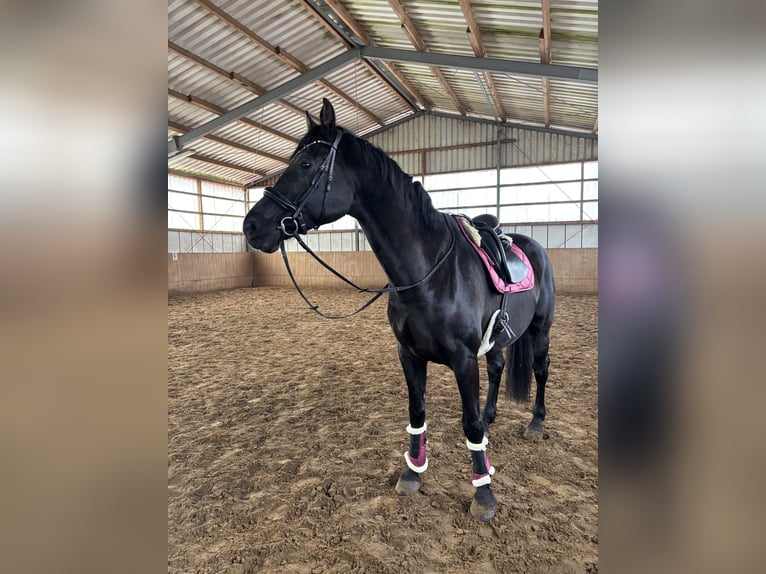 Österreichisches Warmblut Wallach 10 Jahre 178 cm Rappe in Warendorf