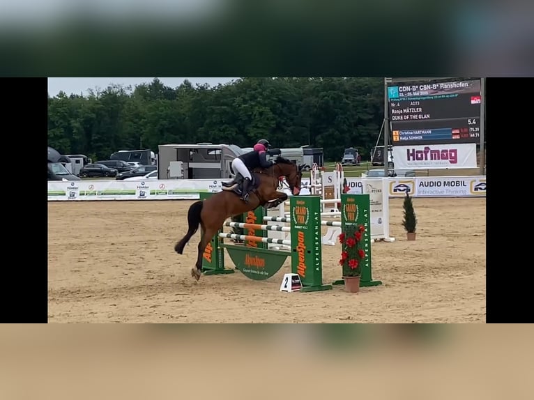 Österreichisches Warmblut Wallach 11 Jahre 168 cm Brauner in Altach