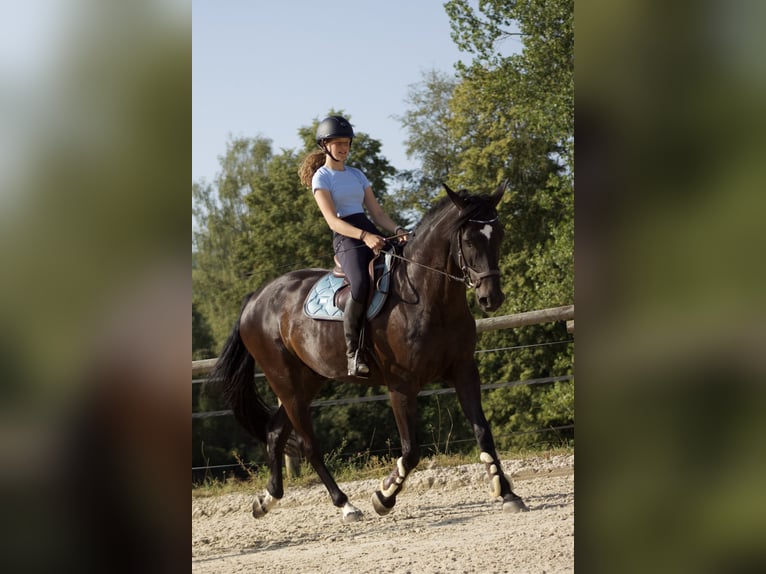 Österreichisches Warmblut Wallach 11 Jahre 174 cm Rappe in Talheim
