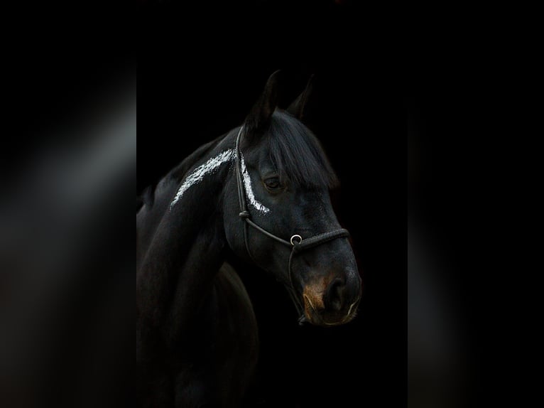 Österreichisches Warmblut Wallach 11 Jahre 174 cm Rappe in Talheim