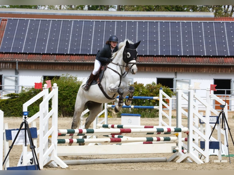 Österreichisches Warmblut Wallach 11 Jahre 174 cm Schimmel in Pressbaum