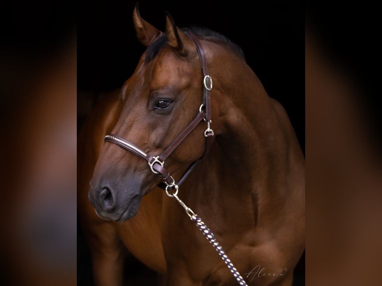 Österreichisches Warmblut Wallach 12 Jahre 164 cm Brauner in Dielsdorf