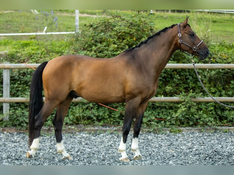 Österreichisches Warmblut Wallach 12 Jahre 164 cm Brauner in Dielsdorf