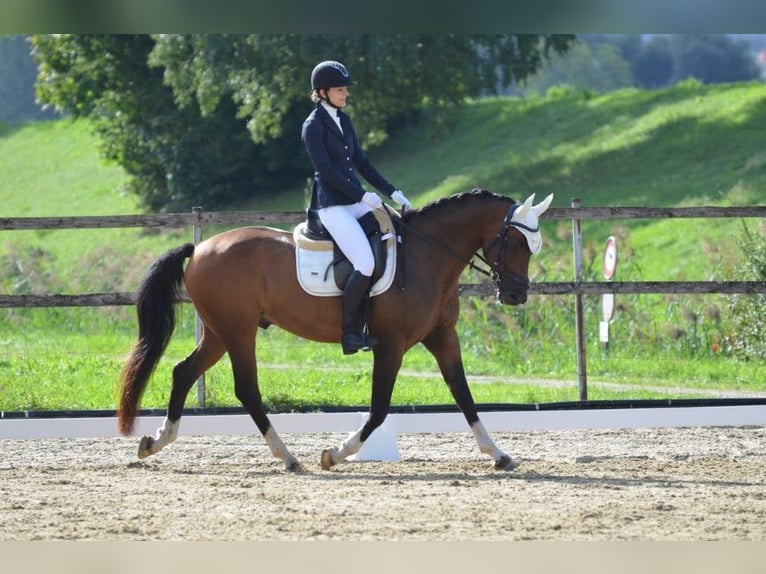 Österreichisches Warmblut Wallach 12 Jahre 164 cm Brauner in Dielsdorf