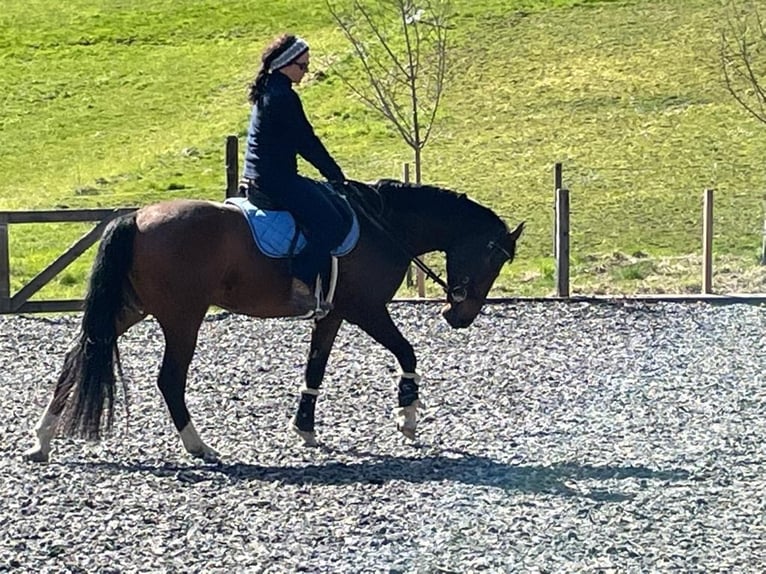 Österreichisches Warmblut Wallach 12 Jahre 164 cm Brauner in Dielsdorf