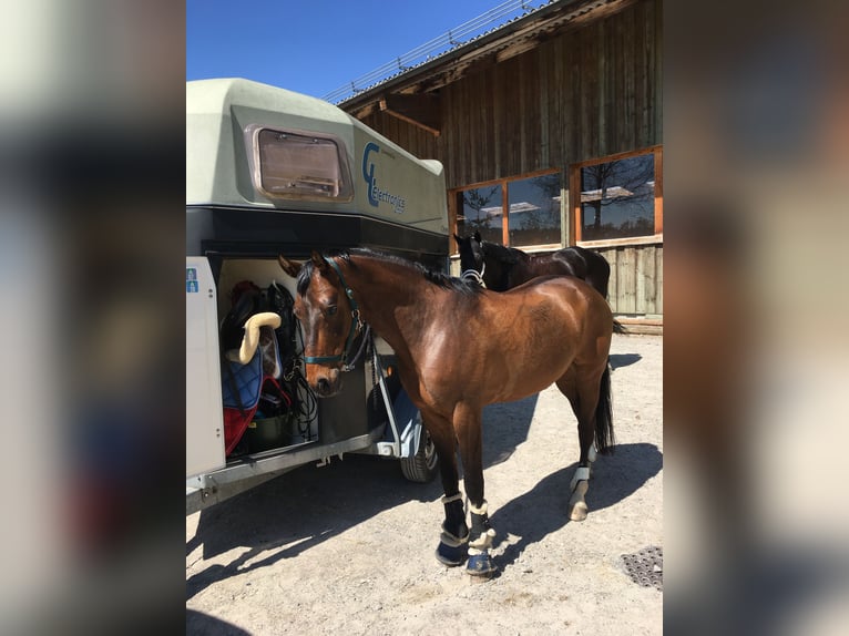 Österreichisches Warmblut Wallach 12 Jahre 164 cm Brauner in Dielsdorf