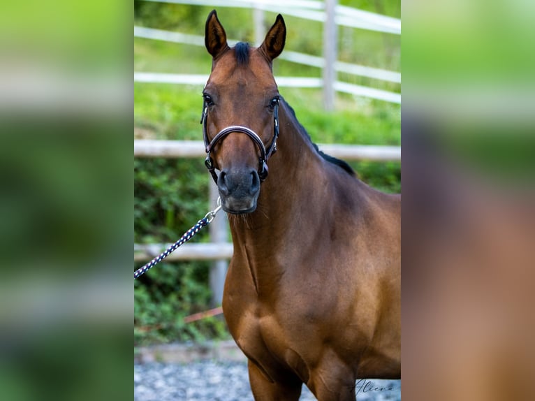 Österreichisches Warmblut Wallach 12 Jahre 164 cm Brauner in Dielsdorf