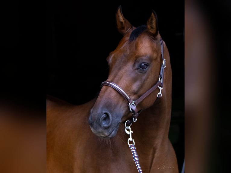 Österreichisches Warmblut Wallach 12 Jahre 164 cm Brauner in Dielsdorf