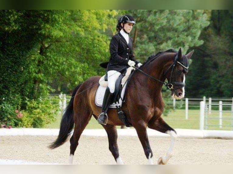 Österreichisches Warmblut Wallach 12 Jahre 164 cm Schwarzbrauner in Göstritz