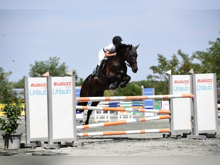 Österreichisches Warmblut Wallach 12 Jahre 168 cm Dunkelbrauner in Neustift-Innermanzing