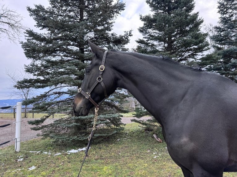 Österreichisches Warmblut Wallach 12 Jahre 168 cm Dunkelbrauner in Neustift-Innermanzing