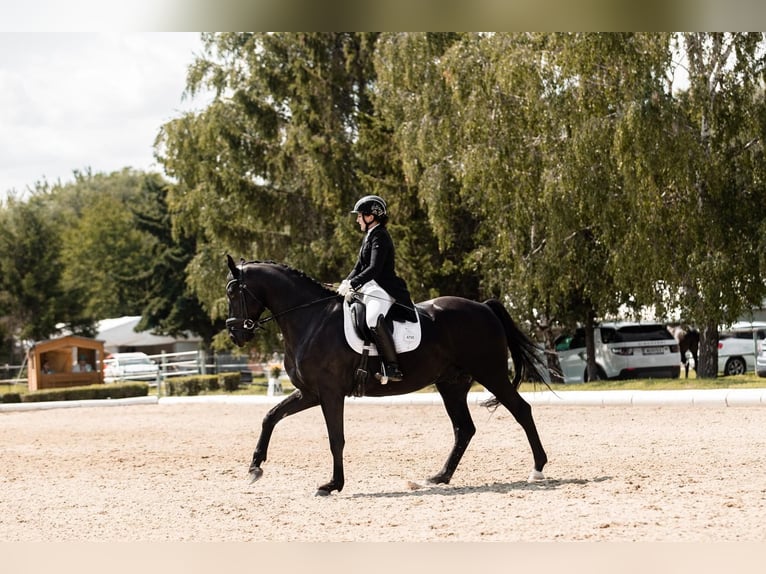 Österreichisches Warmblut Wallach 12 Jahre 168 cm Rappe in Wr. Neutstadt