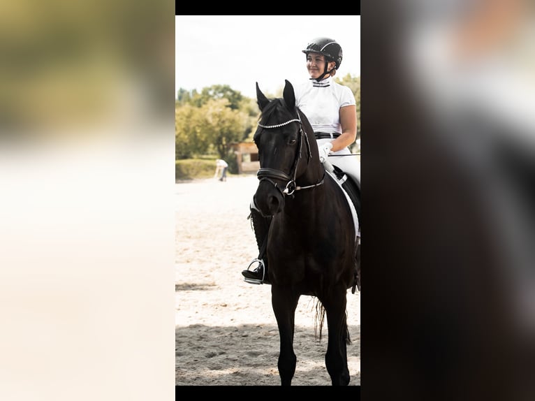 Österreichisches Warmblut Wallach 12 Jahre 168 cm Rappe in Wr. Neutstadt