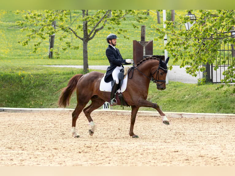 Österreichisches Warmblut Wallach 12 Jahre 170 cm Fuchs in Wels
