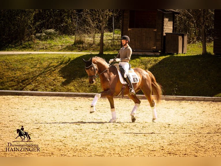 Österreichisches Warmblut Wallach 12 Jahre 170 cm Fuchs in Wels