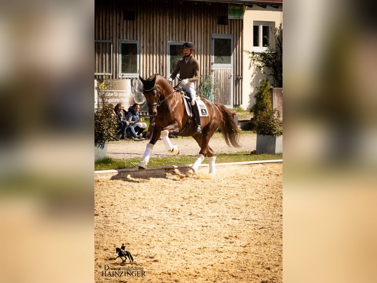 Österreichisches Warmblut Wallach 12 Jahre 170 cm Fuchs in Wels