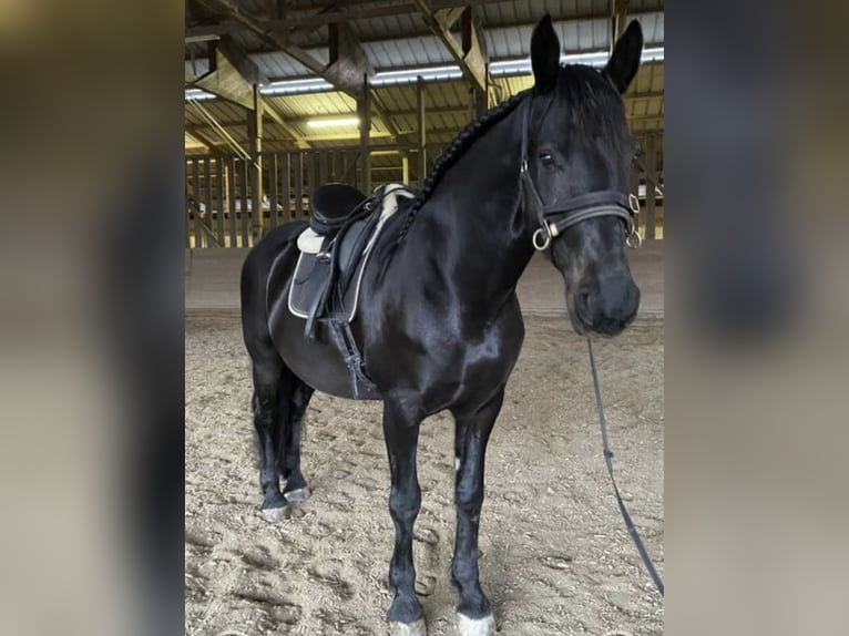 Österreichisches Warmblut Mix Wallach 12 Jahre 170 cm Rappe in Köflach