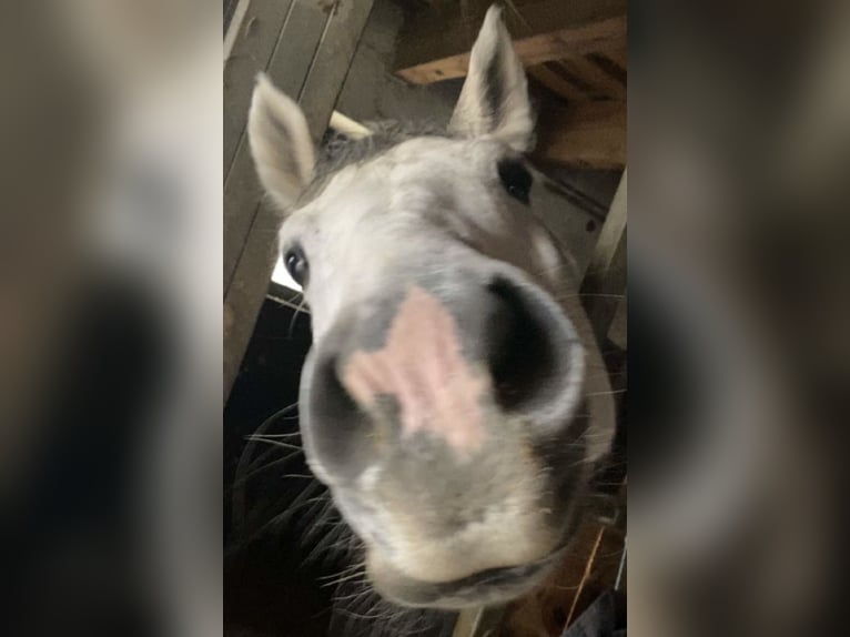 Österreichisches Warmblut Wallach 12 Jahre 174 cm Schimmel in Pressbaum