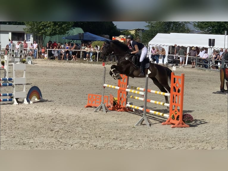 Österreichisches Warmblut Wallach 12 Jahre 177 cm Brauner in Neunkirchen