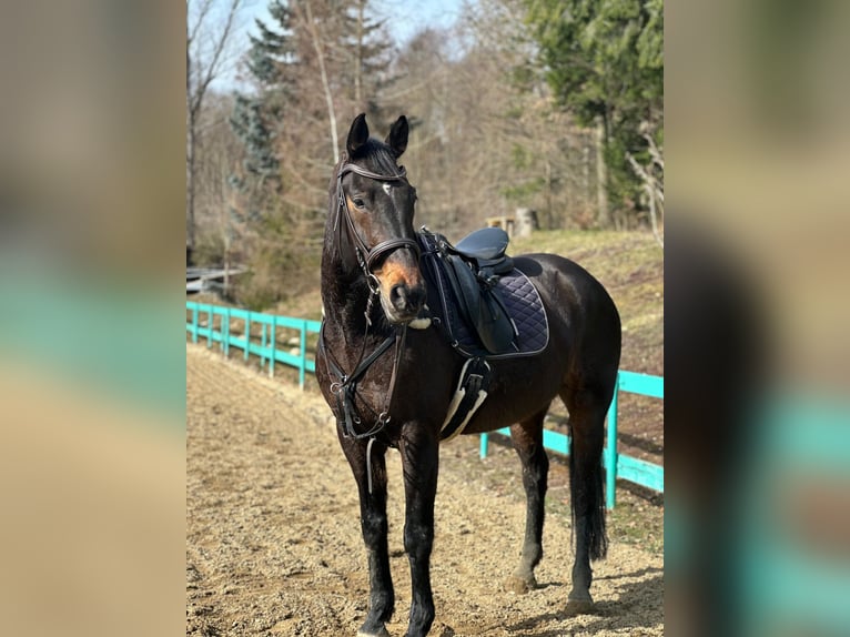 Österreichisches Warmblut Wallach 12 Jahre 184 cm Brauner in Fischach