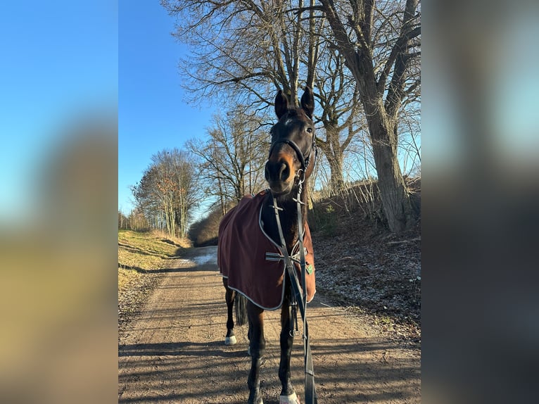 Österreichisches Warmblut Wallach 12 Jahre 184 cm Brauner in Fischach