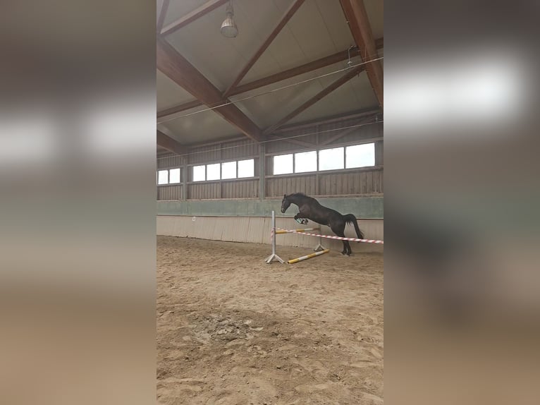 Österreichisches Warmblut Wallach 12 Jahre 184 cm Brauner in Fischach