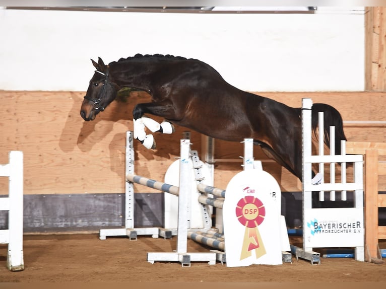 Österreichisches Warmblut Wallach 12 Jahre 184 cm Brauner in Fischach