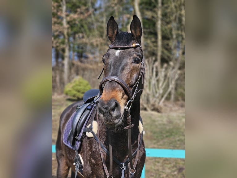 Österreichisches Warmblut Wallach 12 Jahre 184 cm Brauner in Fischach