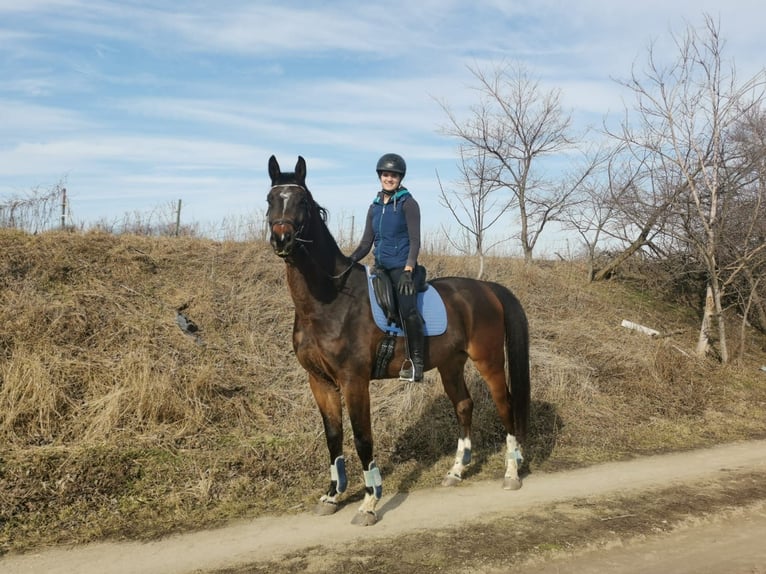 Österreichisches Warmblut Wallach 12 Jahre 186 cm Brauner in Hof am Leithaberge