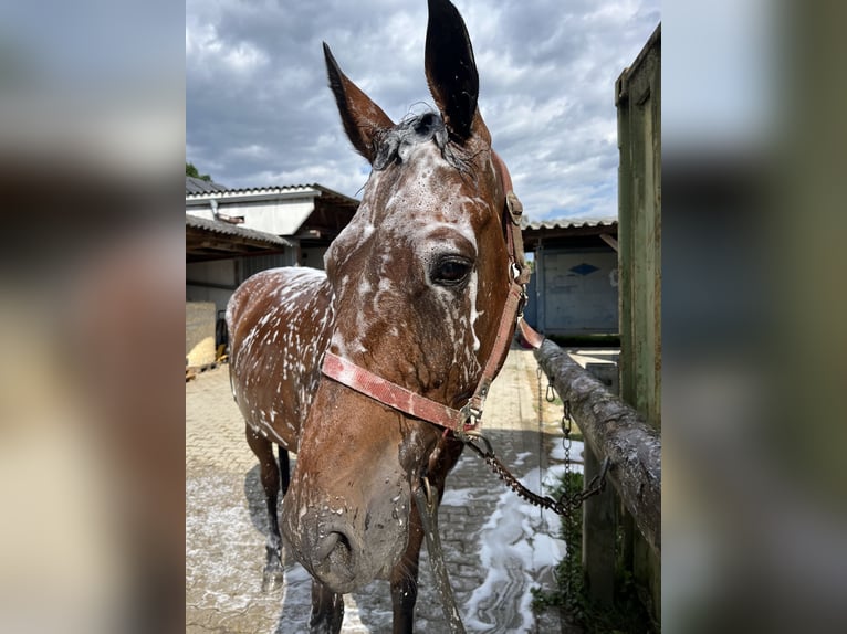 Österreichisches Warmblut Wallach 13 Jahre 160 cm Brauner in Wildon
