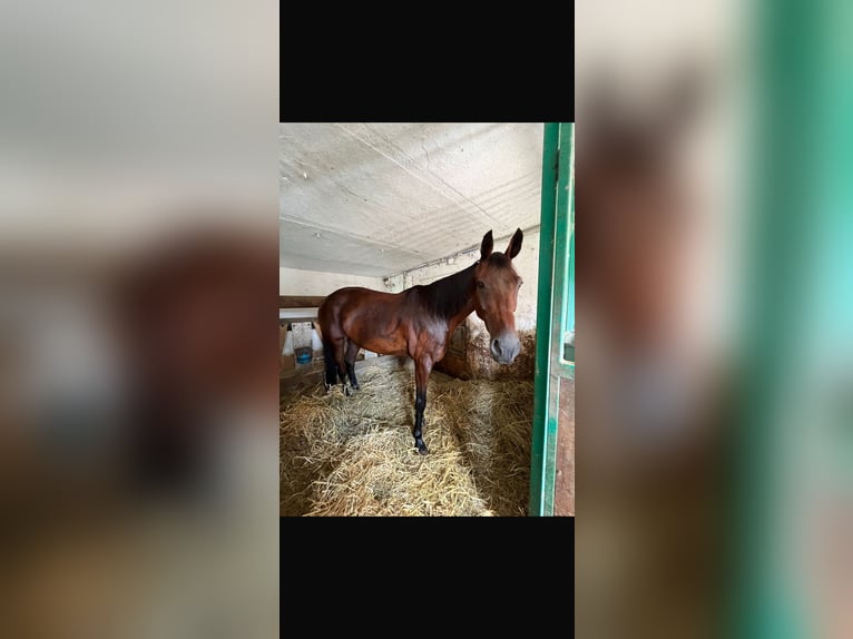 Österreichisches Warmblut Wallach 13 Jahre 160 cm Brauner in Wildon