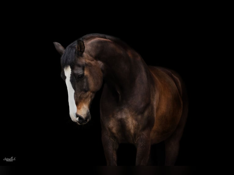 Österreichisches Warmblut Wallach 13 Jahre 166 cm Brauner in Traunreut
