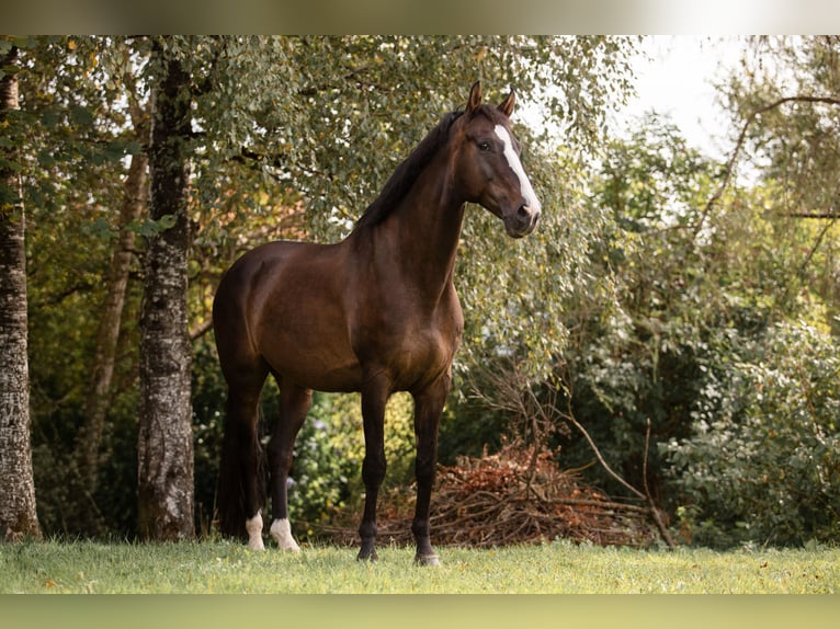 Österreichisches Warmblut Wallach 13 Jahre 166 cm Brauner in Traunreut