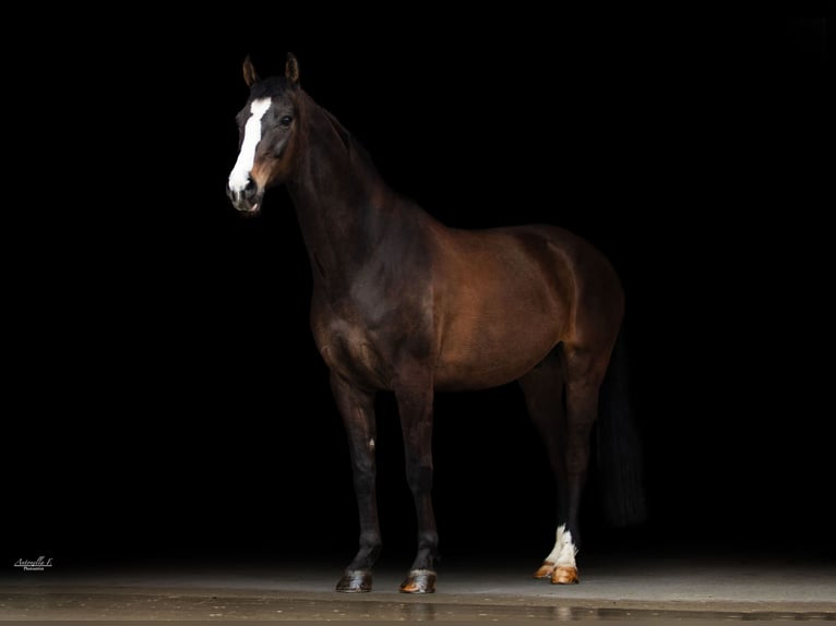 Österreichisches Warmblut Wallach 13 Jahre 166 cm Brauner in Traunreut