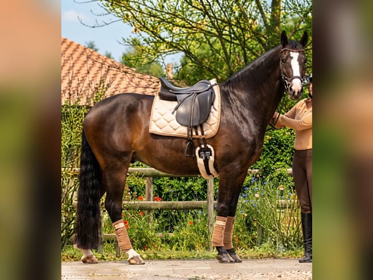 Österreichisches Warmblut Wallach 13 Jahre 166 cm Brauner in Traunreut