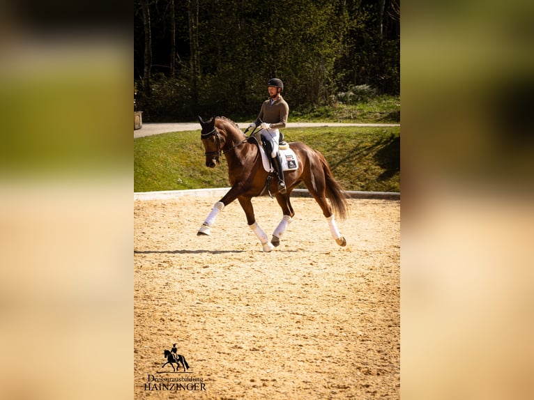 Österreichisches Warmblut Wallach 13 Jahre 171 cm Dunkelfuchs in Neukirchen am Walde