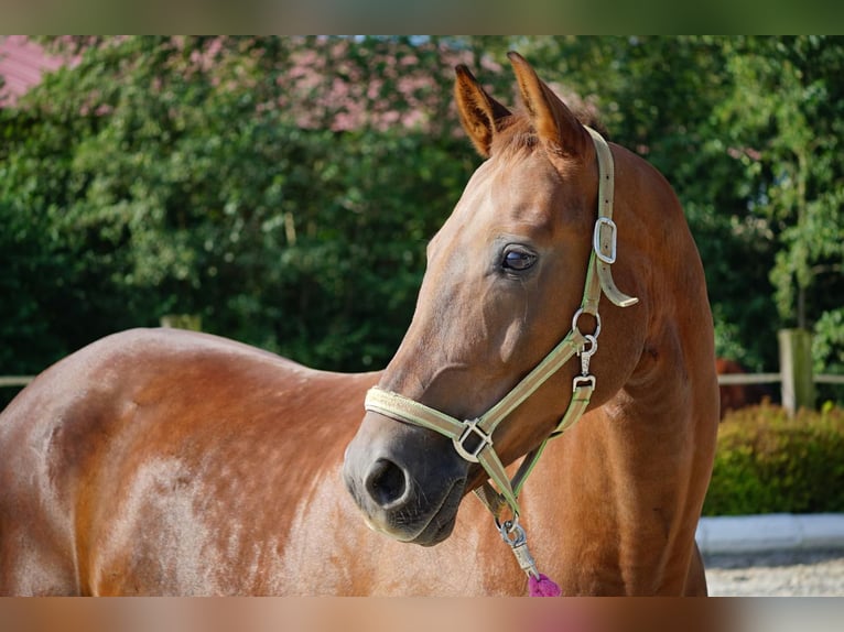Österreichisches Warmblut Wallach 13 Jahre 171 cm Dunkelfuchs in Neukirchen am Walde