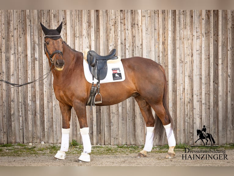 Österreichisches Warmblut Wallach 13 Jahre 171 cm Dunkelfuchs in Neukirchen am Walde
