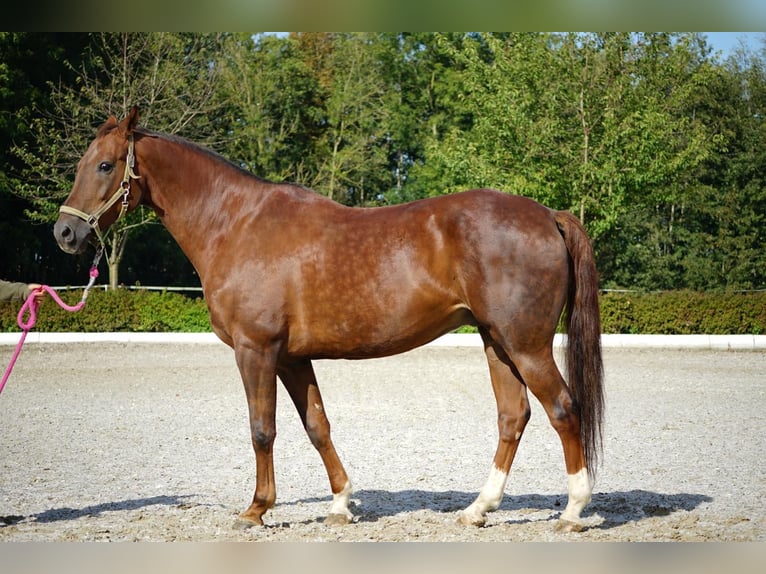 Österreichisches Warmblut Wallach 13 Jahre 171 cm Dunkelfuchs in Neukirchen am Walde