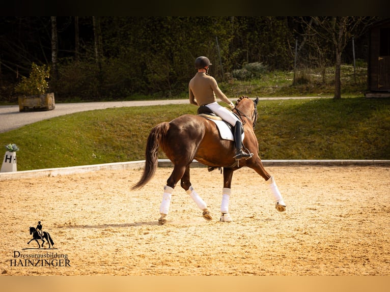 Österreichisches Warmblut Wallach 13 Jahre 171 cm Dunkelfuchs in Neukirchen am Walde