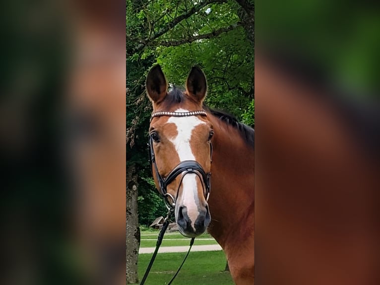 Österreichisches Warmblut Wallach 13 Jahre 173 cm Brauner in Stadl-Paura Österreichisches Warmblut Wallach 13 Jahre 173 cm Brauner in Stadl-Paura