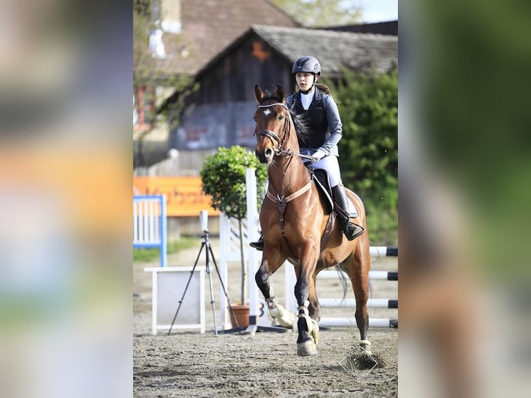 Österreichisches Warmblut Wallach 13 Jahre 175 cm Brauner in Pressbaum